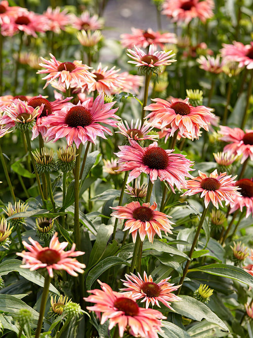 Buy bare root Echinacea for shipping to the UK - Echinacea Playful Meadow Mama (Coneflower)