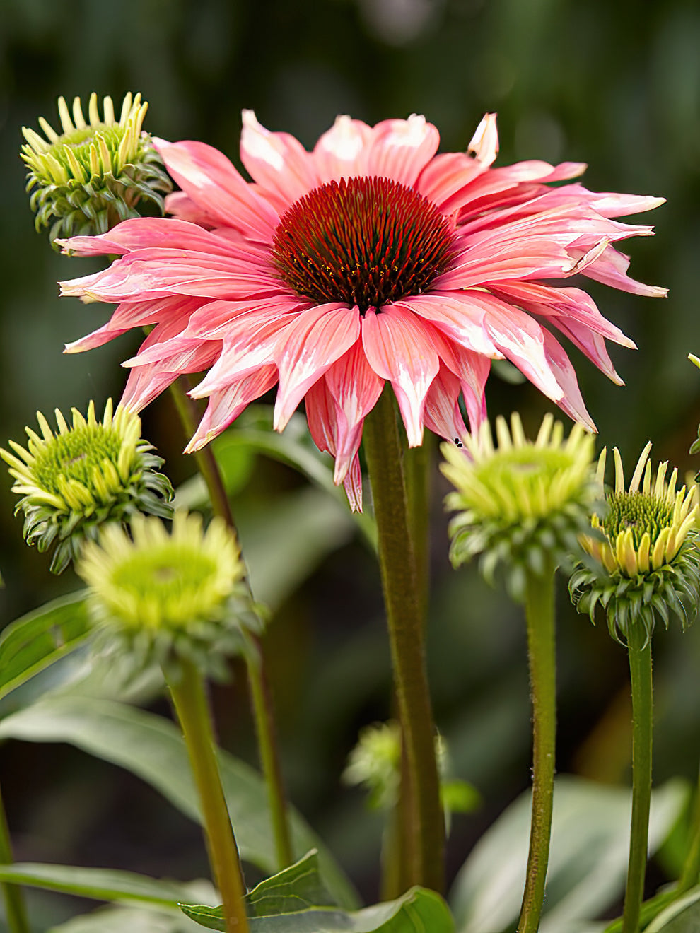 Echinacea Playful Meadow Mama Coneflower DutchGrown UK echinacea-playful-meadow-mama-coneflower-dutchgrown-uk