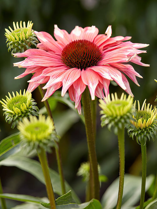 Echinacea Playful Meadow Mama (Coneflower)