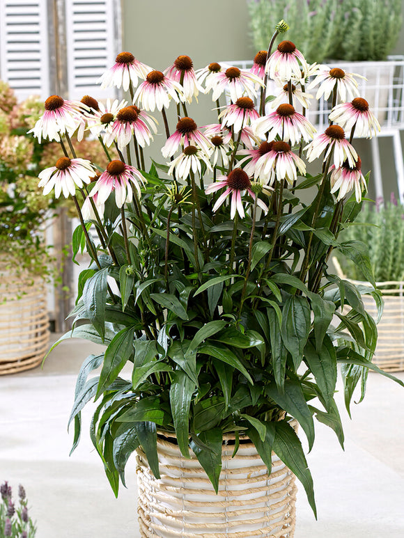 Buy bare root perennials - Echinacea Pretty Parasols (Coneflower) - Shipping to the UK 