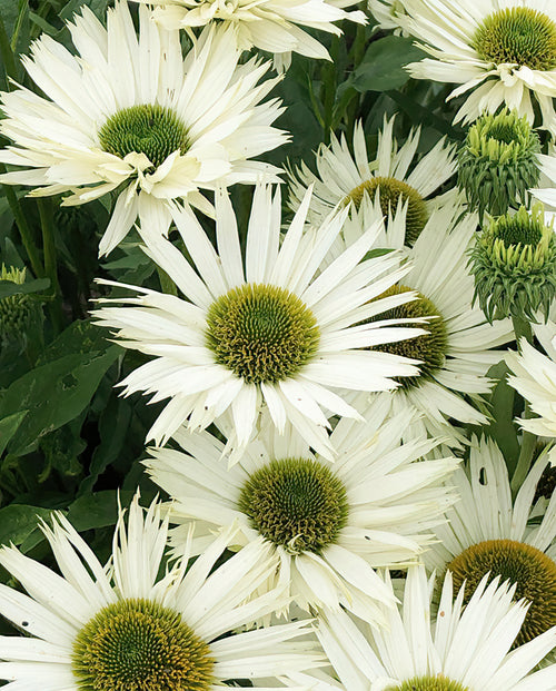 Buy Echinacea Virgin (Coneflower)