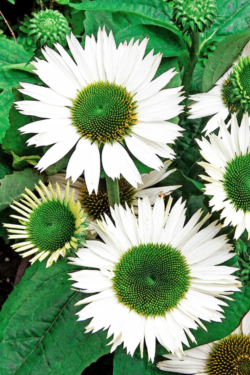 Echinacea Virgin (Coneflower) - Bare root perennials for Shipping to UK in Spring