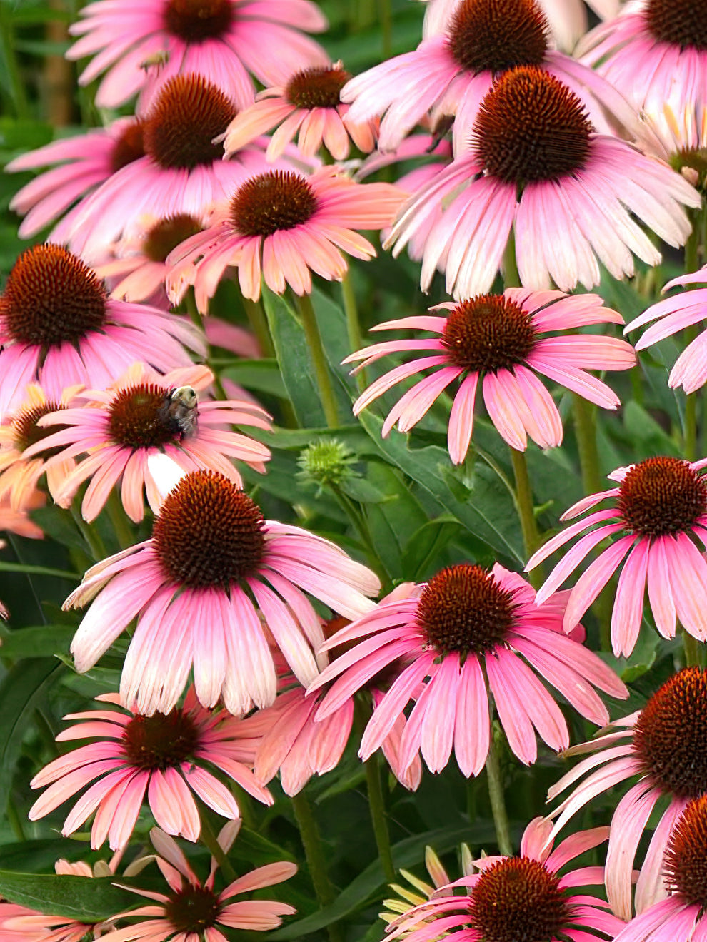 echinacea rainbow marcella seeds Echinacea 'Rainbow Marcella' - Coneflower