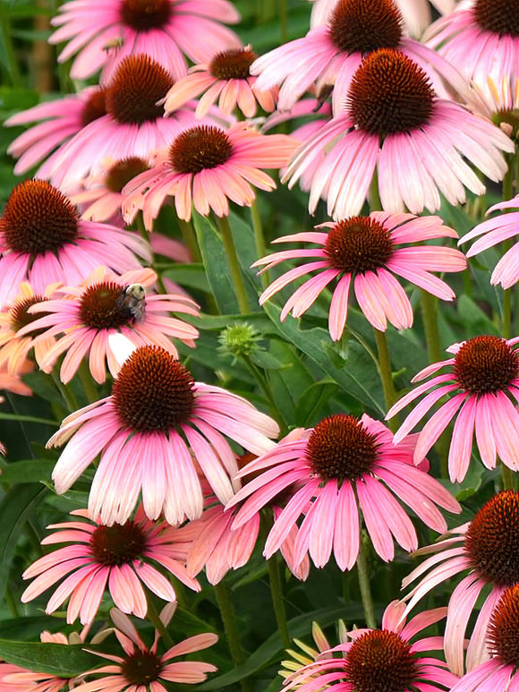 Echinacea Rainbow Marcella (Coneflower)