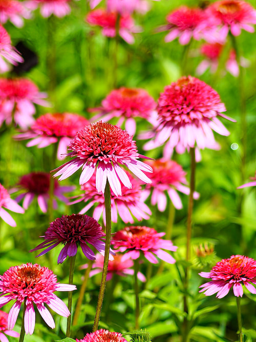 Echinacea Raspberry Truffle - Spring shipping for UK