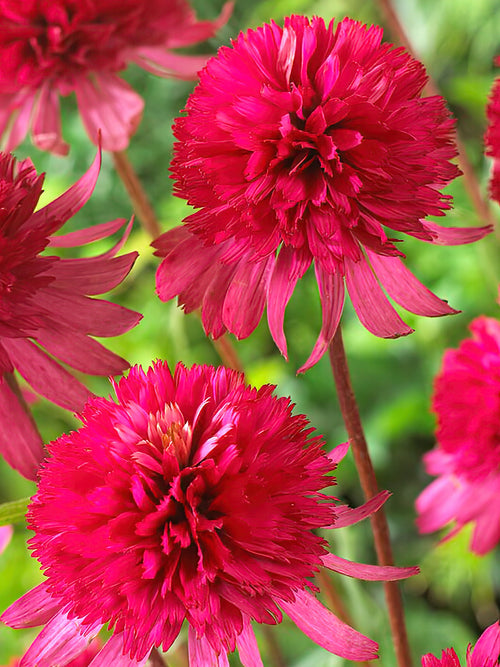 Echinacea Southern Belle (Coneflower) 