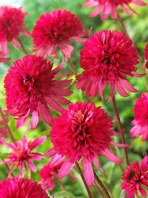 Echinacea Southern Belle (Coneflower) - Spring shipping to UK