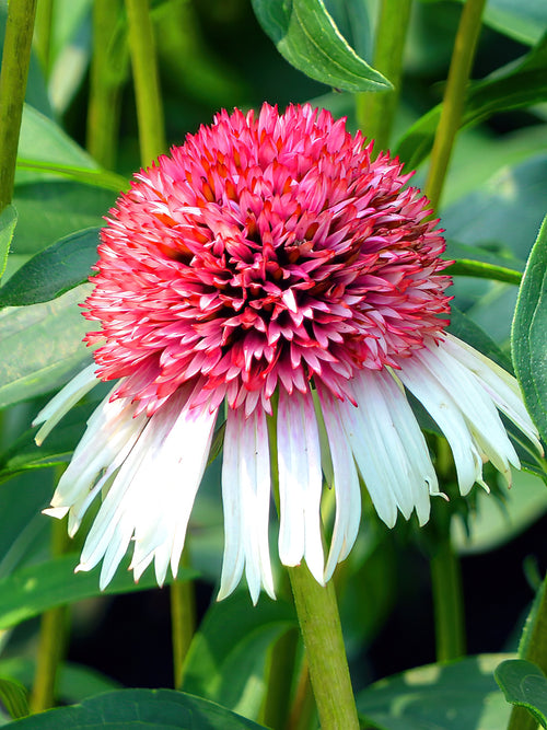 Buy Echinacea Strawberry and Cream (Coneflower)