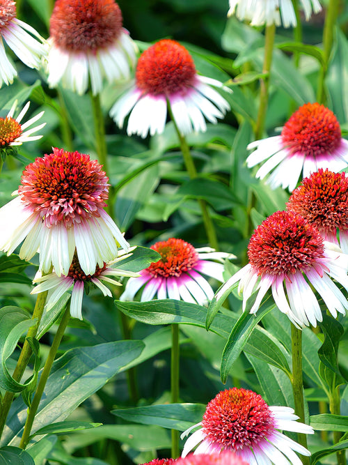 Buy Coneflower bare roots for UK shipping in spring - Echinacea Strawberry and Cream