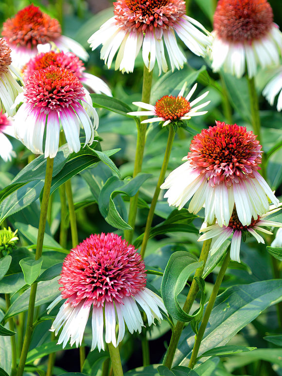 Echinacea Strawberry and Cream (Coneflower)