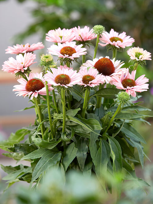 Echinacea Sunseeker Salmon (Coneflower) - Buy bare roots for spring shipping to UK