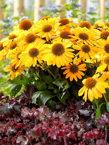 Echinacea Tweety (Coneflower)