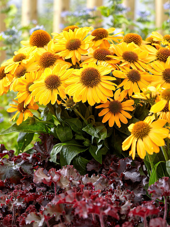 Bare buy root Echinacea - Echinacea Tweety (Coneflower)