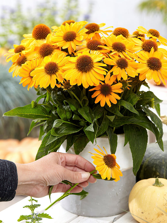 Echinacea Tweety (Coneflower) - Shipping to UK from Holland in spring