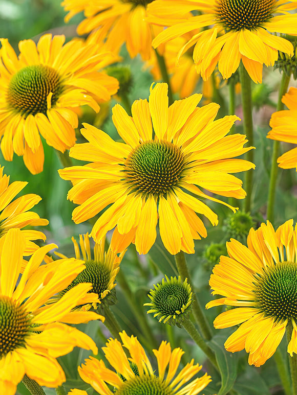 Echinacea Yellow Passion (Coneflower) - Bare root perennials for spring planting and shipping