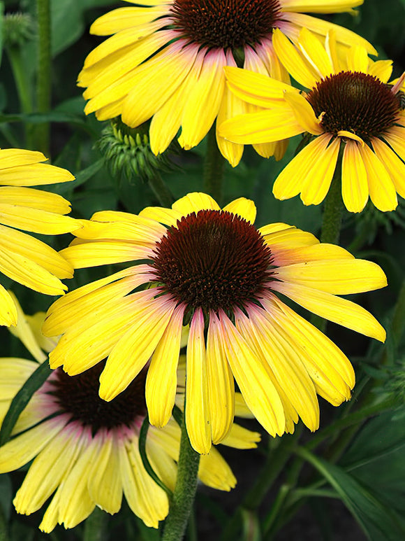 Echinacea Yellow Rainbow (Coneflower)