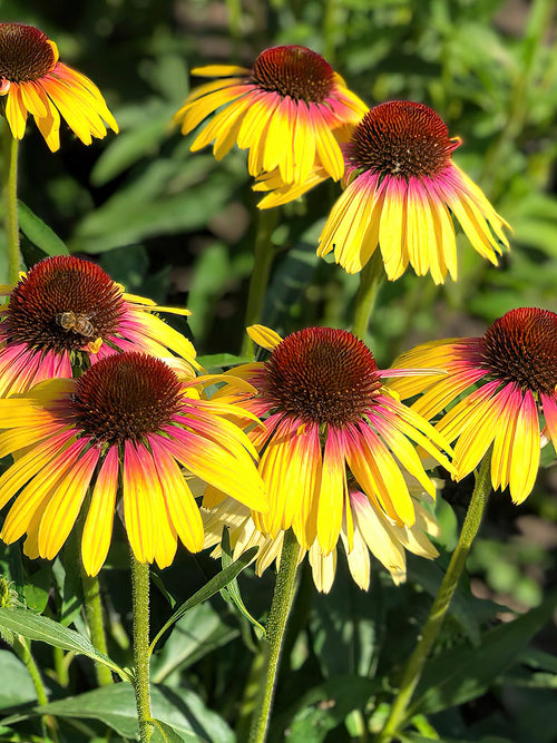 Echinacea Yellow Rainbow (Coneflower) - UK Shipping