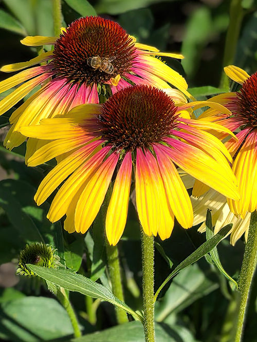 Buy Echinacea Yellow Rainbow (Coneflower) bare roots for spring planting