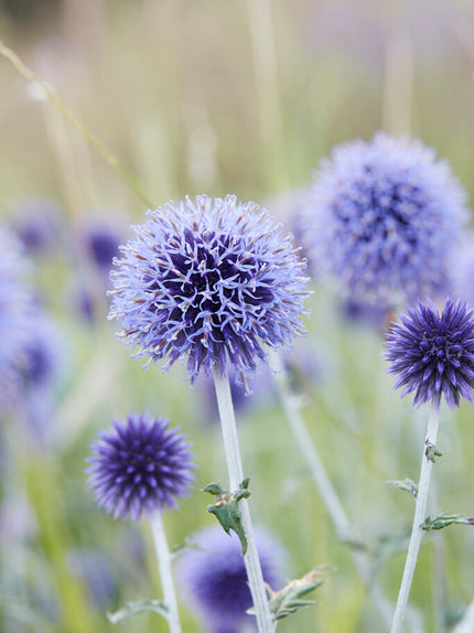 Echinops 'Blue Globe' Bare Root Plants | DutchGrown™ UK