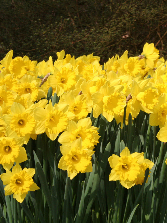 Daffodil flower bulb collection - flowering in Spring