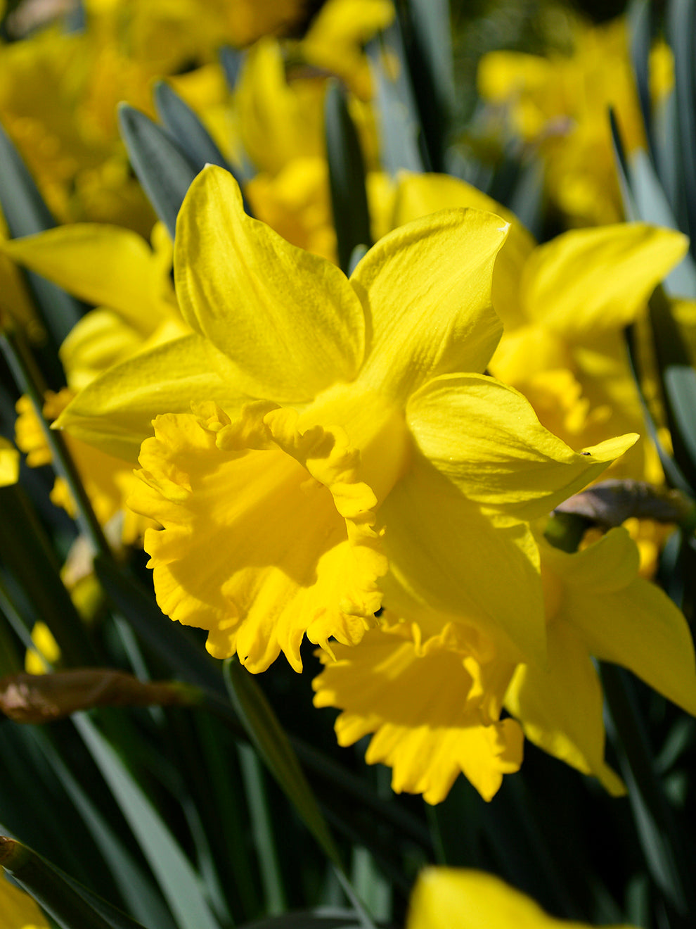 Daffodils Tote bag by Alice Draws The Line