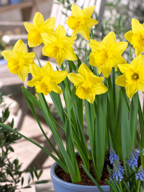 Daffodil flower bulbs Yellow - spring flowers