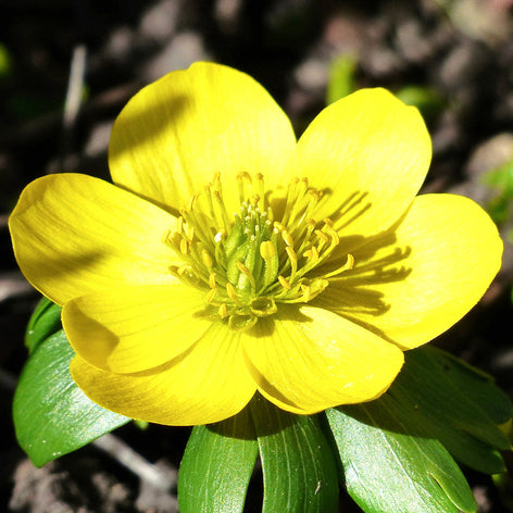 Eranthis (Winter Aconite) Eranthis flower bulbs - Winter Aconite