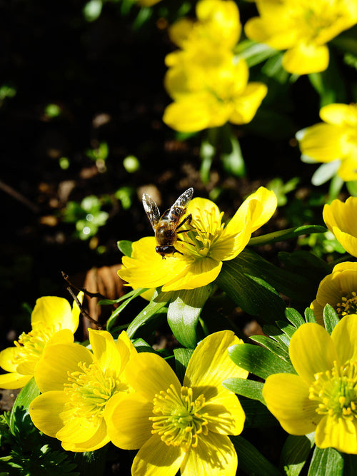 Winter Aconite bulbs - Eranthis