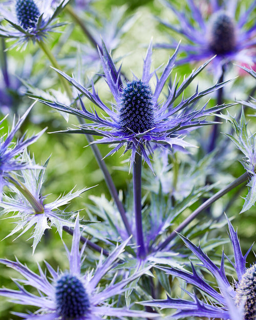 Eryngium Jos Eijking