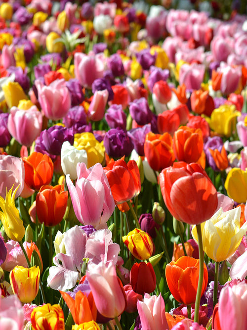 Eternal Spring Tulip Mix Flower Bulbs