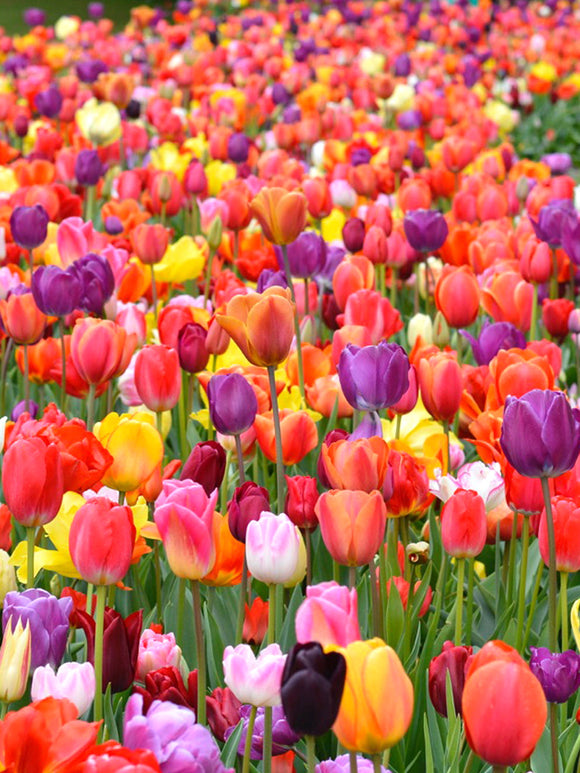 Eternal Spring Tulip Mix - Buy Tulip Bulbs