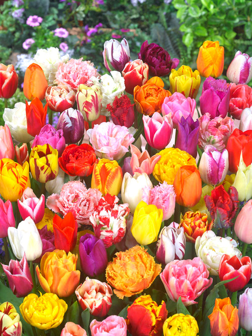 Eternal Spring Tulip Mix - Tulip Bulbs