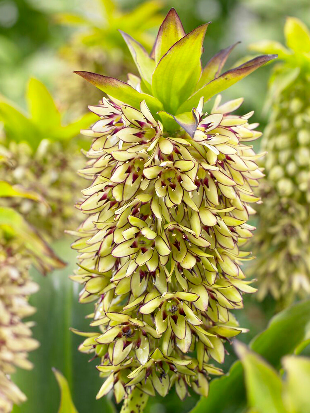 Eucomis Bicolor Pineapple Lily Bulbs DutchGrown UK Eucomis Bicolor Pineapple Lily Bulbs DutchGrown UK