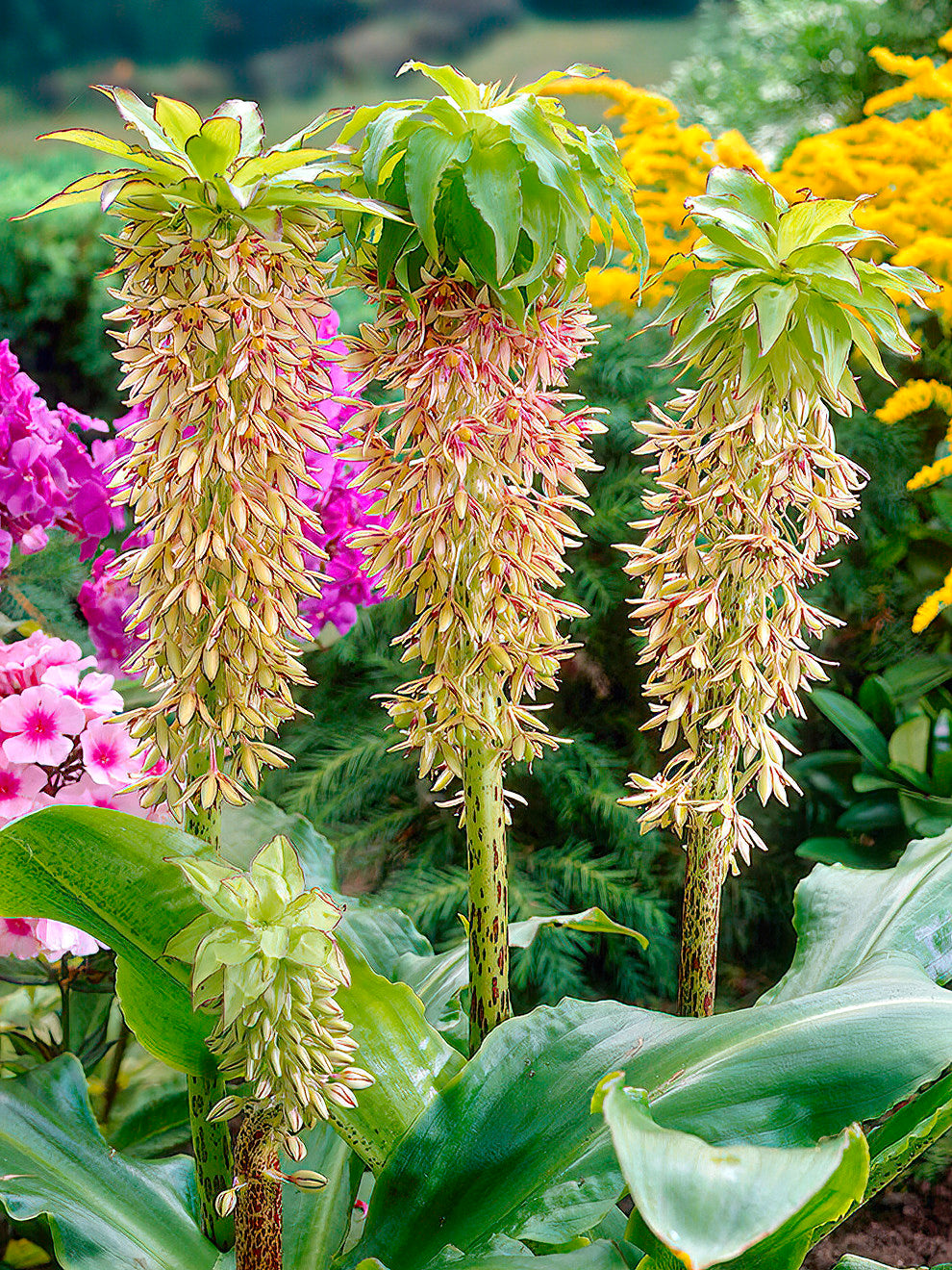 Eucomis Bicolor Pineapple Lily Bulbs DutchGrown UK Eucomis Bicolor Pineapple Lily Bulbs DutchGrown UK