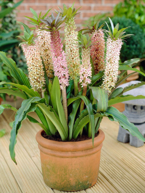 Eucomis Comosa-syn.E.Punctata Mixed Colours