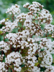 Eupatorium Chocolate