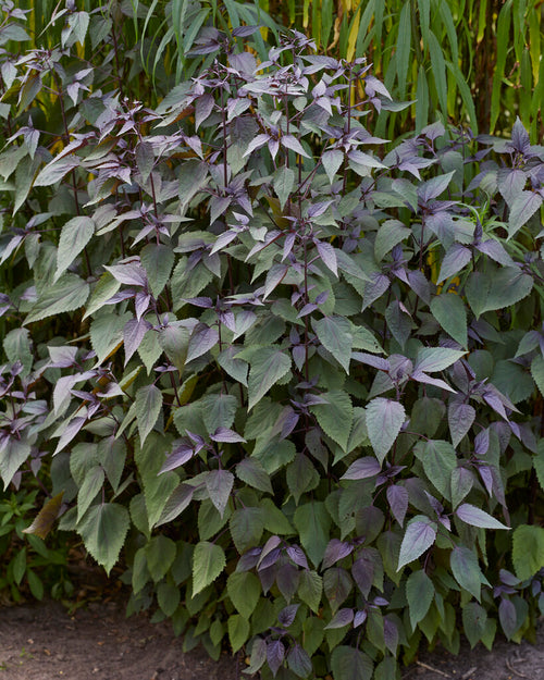 Eupatorium Chocolate