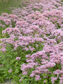 Eupatorium Purple Blush