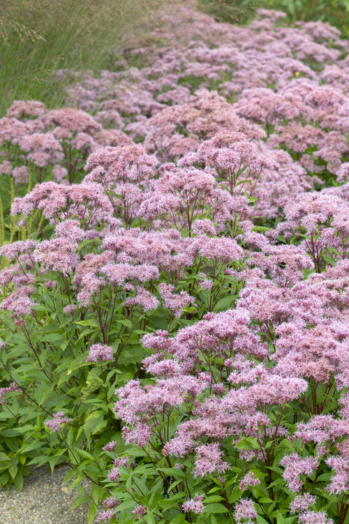 Eupatorium Purple Blush