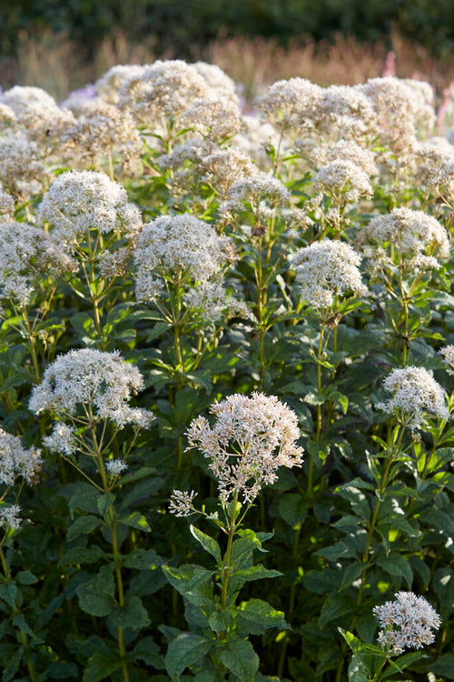 Eupatorium Snowball