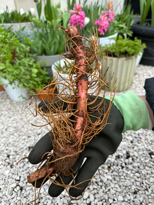 Filipendula Venusta (Queen of the Prairie) Bare Root Plant