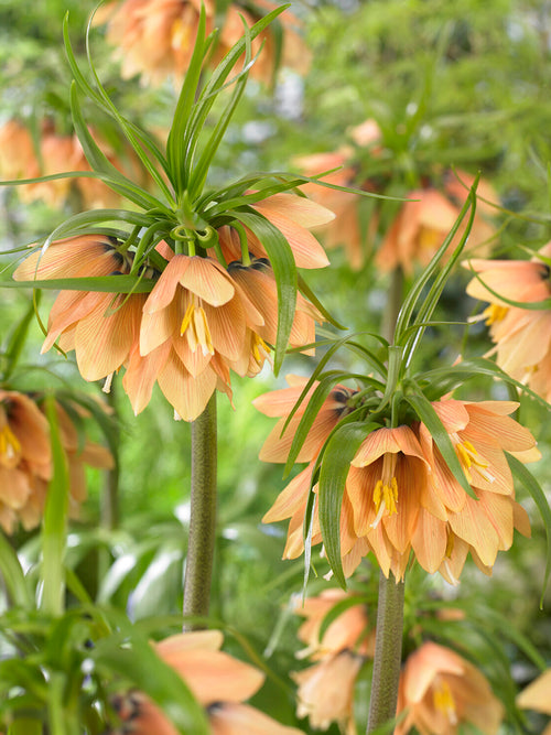 Buy Fritillaria Early Fantasy Bulbs
