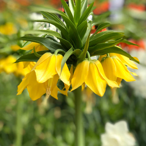 Fritillaria Fritillaria imperialis Lutea Maxima