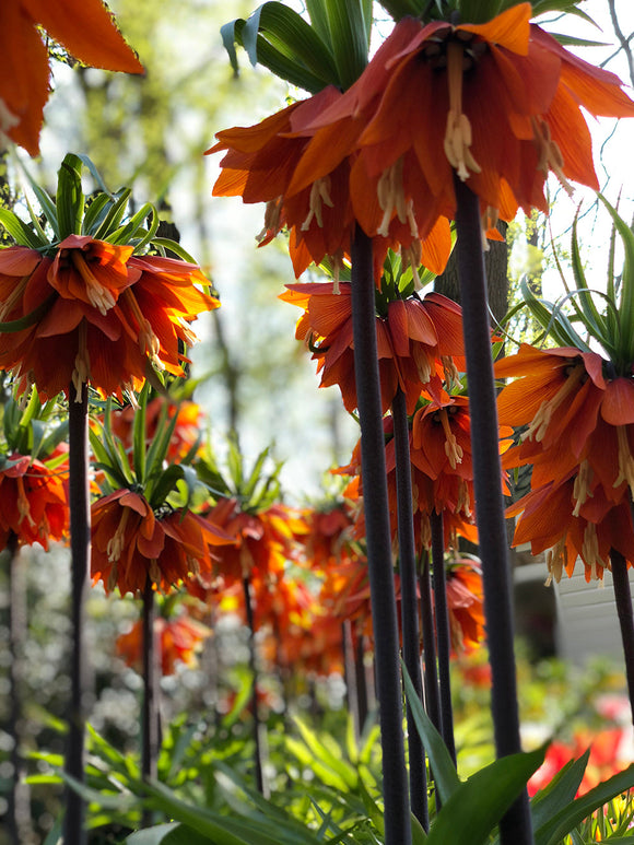 Fritillaria Rubra Maxima