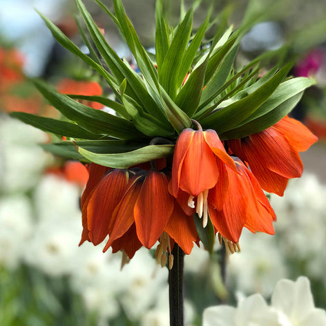 Fritillaria Fritillaria Rubra Red Spring Big Blooms