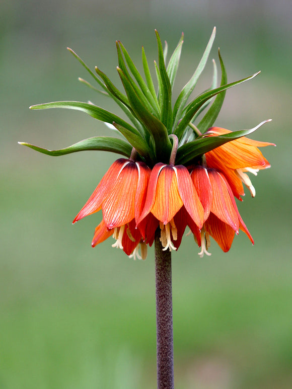 Fritillaria imperialis Rubra for UK shipping
