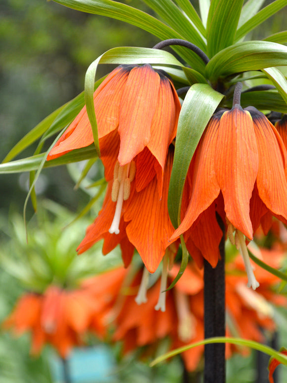 Fritillaria imp. Rubra Maxima - Crown Imperial Red