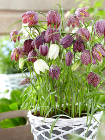 Fritillaria Meleagris (Snake’s Head Fritillary)