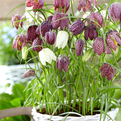 Fritillaria Fritillaria Meleagris Flower Bulbs