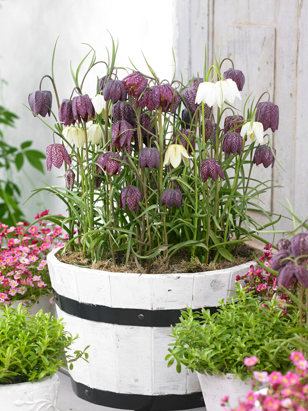 snake's head fritillary bulbs planting Buy Fritillaria Meleagris Bulbs | Snake's Head Fritillary